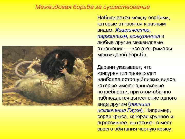 Межвидовая борьба за существование Наблюдается между особями, которые относятся к разным видам. Хищничество, паразитизм,