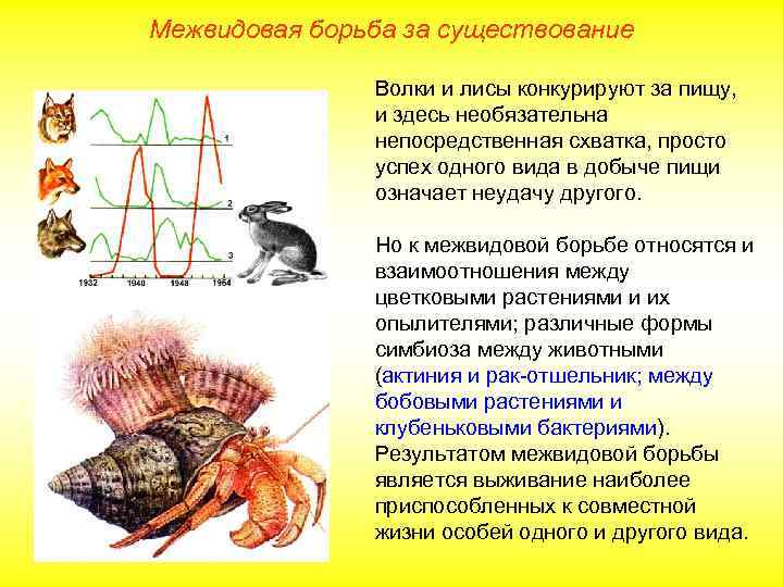 Межвидовая борьба за существование Волки и лисы конкурируют за пищу, и здесь необязательна непосредственная