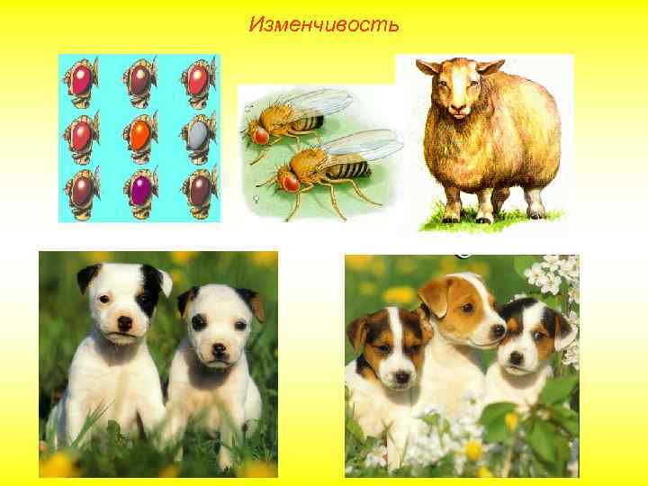 Изменчивость 