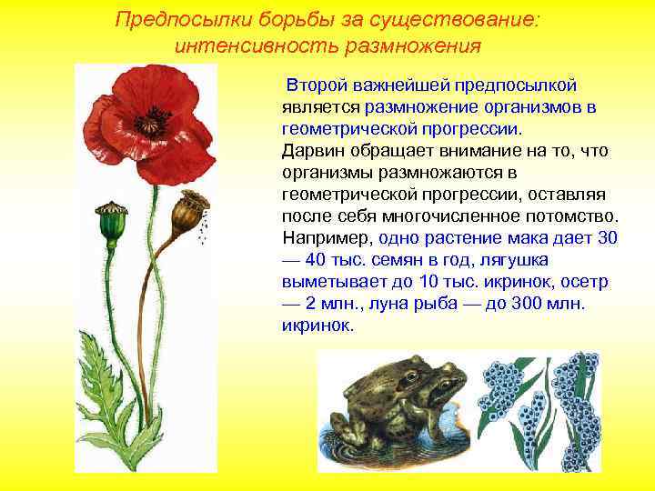Предпосылки борьбы за существование: интенсивность размножения Второй важнейшей предпосылкой является размножение организмов в геометрической