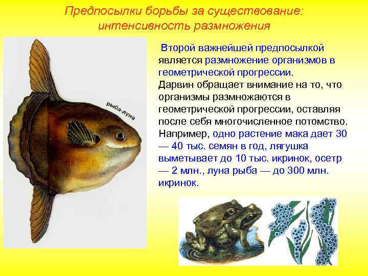 Предпосылки борьбы за существование: интенсивность размножения Второй важнейшей предпосылкой является размножение организмов в геометрической