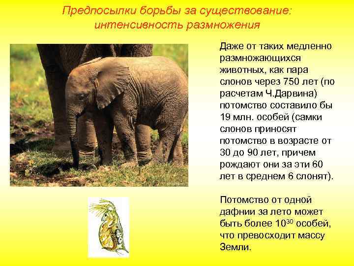 Предпосылки борьбы за существование: интенсивность размножения Даже от таких медленно размножающихся животных, как пара