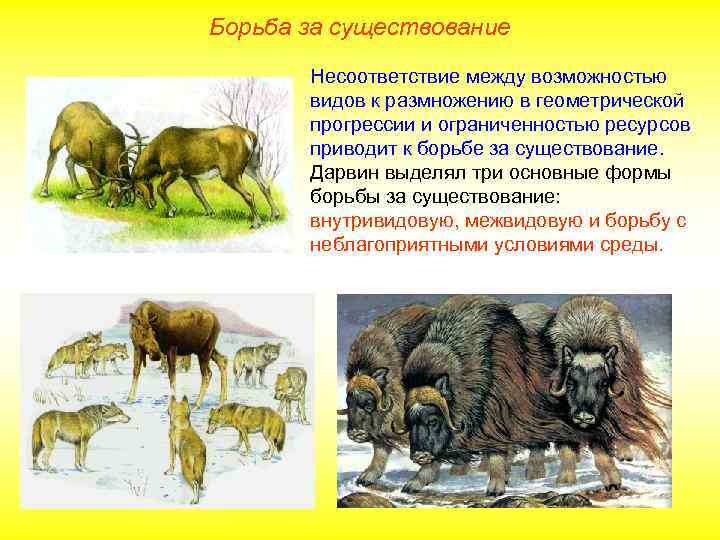 Борьба за существование Несоответствие между возможностью видов к размножению в геометрической прогрессии и ограниченностью