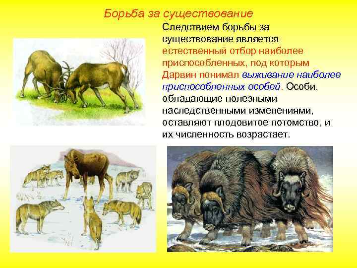 Борьба за существование Следствием борьбы за существование является естественный отбор наиболее приспособленных, под которым