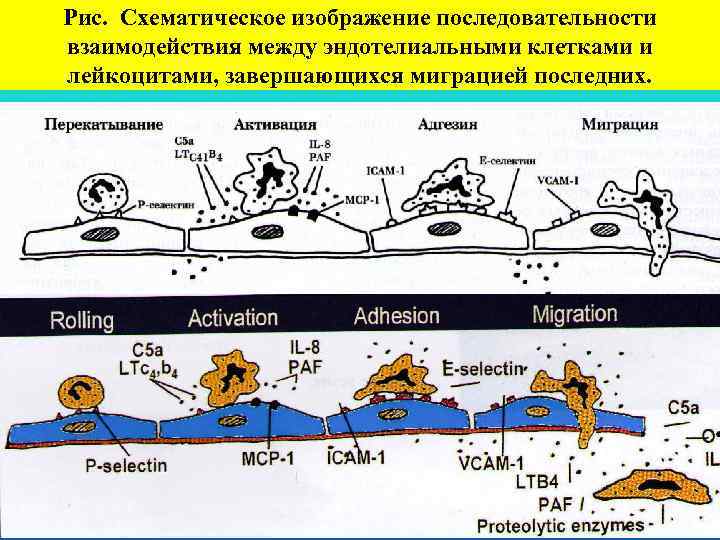 Рис. Схематическое изображение последовательности взаимодействия между эндотелиальными клетками и лейкоцитами, завершающихся миграцией последних. 