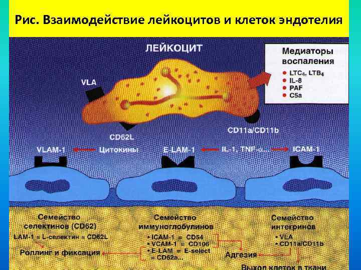 Рис. Взаимодействие лейкоцитов и клеток эндотелия 