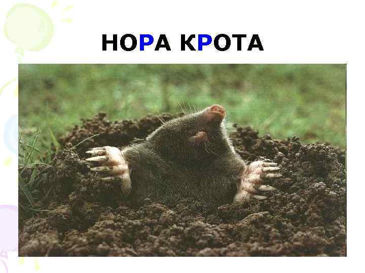 НОРА КРОТА 