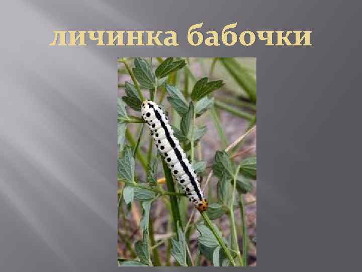личинка бабочки 