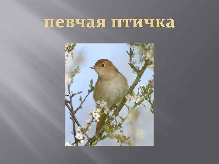 певчая птичка 