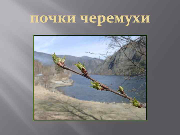 почки черемухи 