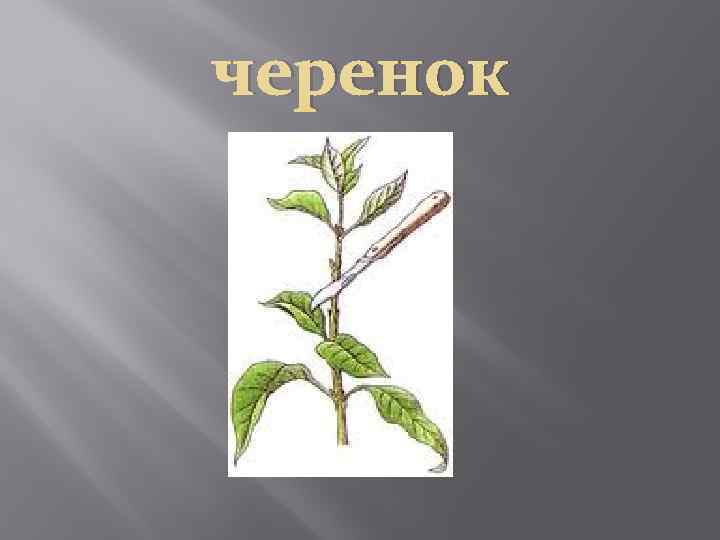 черенок 