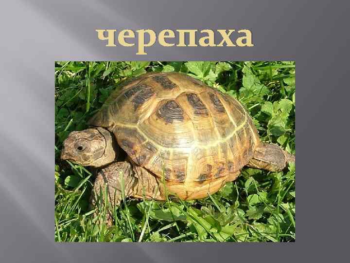 черепаха 