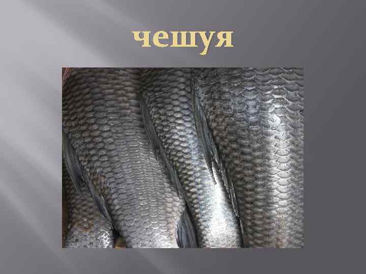 чешуя 