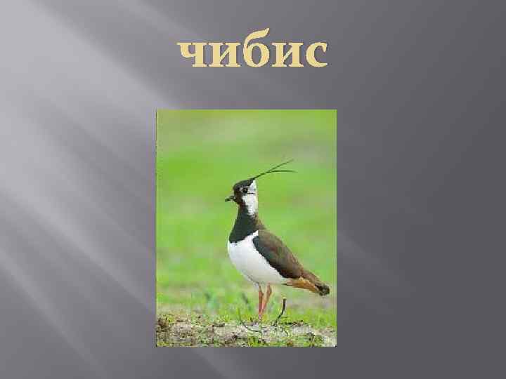 чибис 