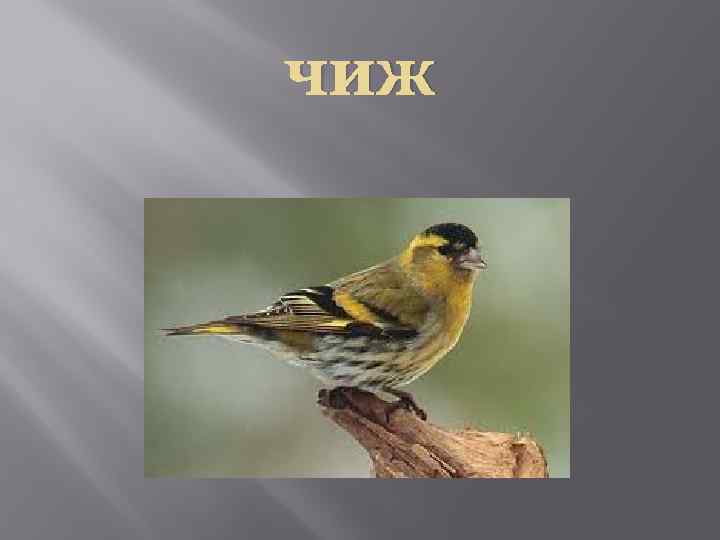 чиж 