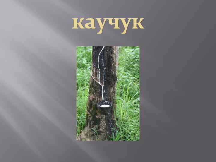 каучук 