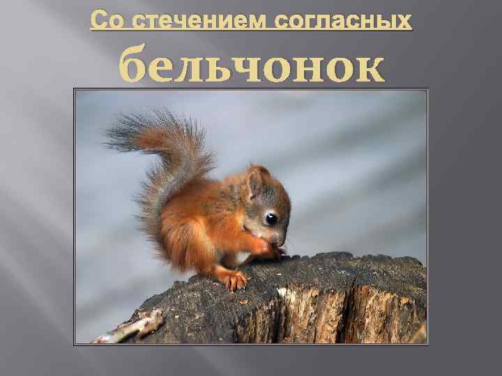 Со стечением согласных бельчонок 