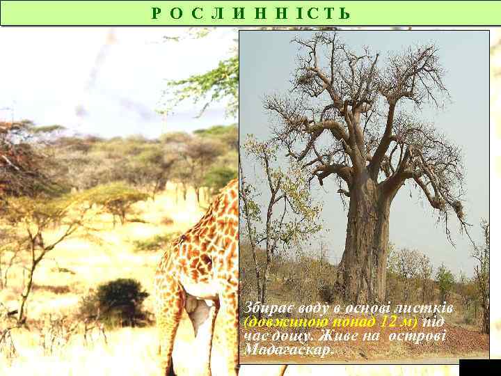 Р О С Л И Н Н ІСТЬ Дерево мандрівників Збирає воду в основі