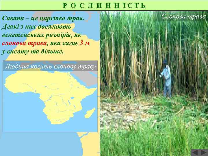 Р О С Л И Н Н ІСТЬ Савана – це царство трав. Деякі