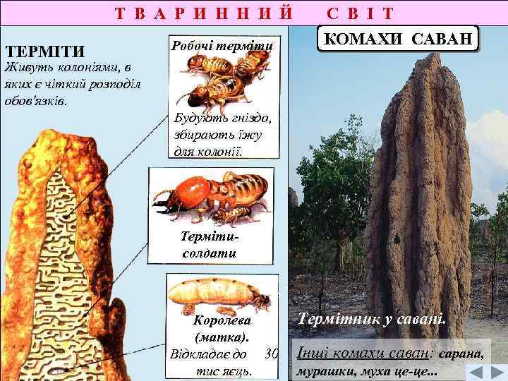 Т В А Р И Н Н И Й ТЕРМІТИ Робочі терміти С В