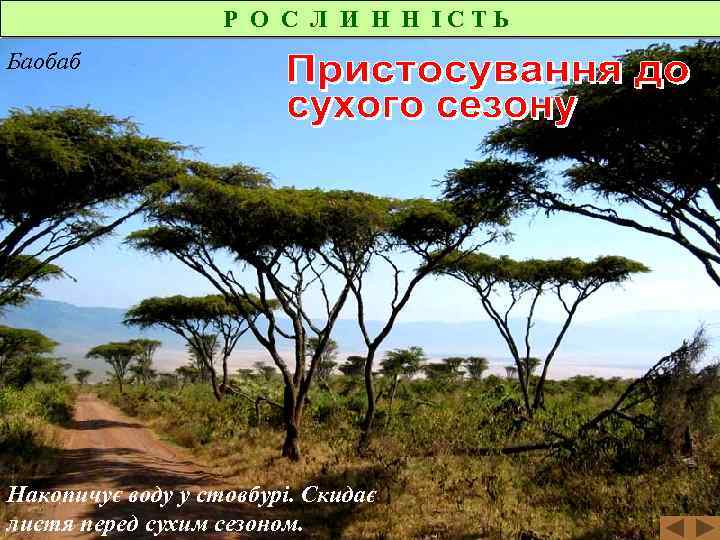 Р О С Л И Н Н ІСТЬ Баобаб Накопичує воду у стовбурі. Скидає