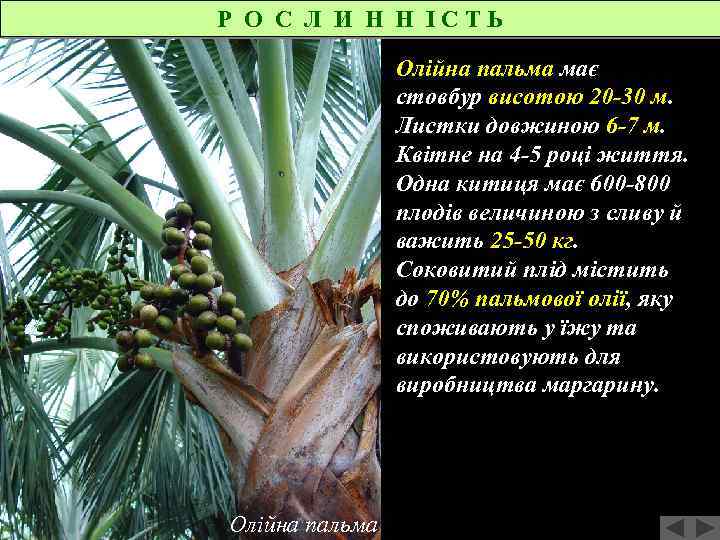 Р О С Л И Н Н ІСТЬ Олійна пальма має стовбур висотою 20