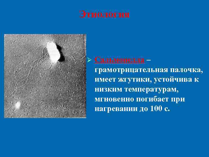 Этиология Ø Сальмонелла – грамотрицательная палочка, имеет жгутики, устойчива к низким температурам, мгновенно погибает