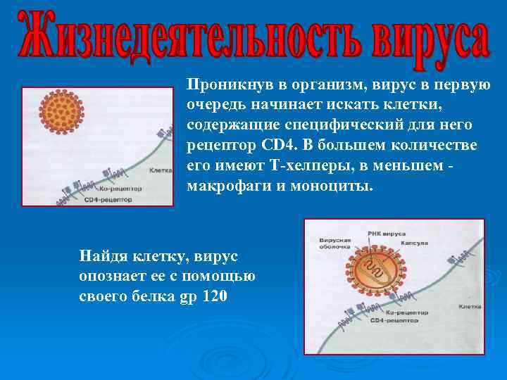 Проникнув в организм, вирус в первую очередь начинает искать клетки, содержащие специфический для него