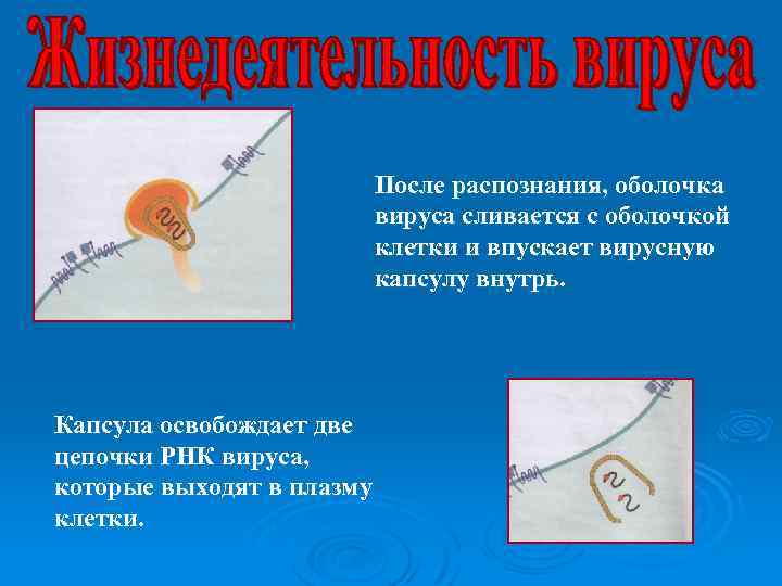 После распознания, оболочка вируса сливается с оболочкой клетки и впускает вирусную капсулу внутрь. Капсула