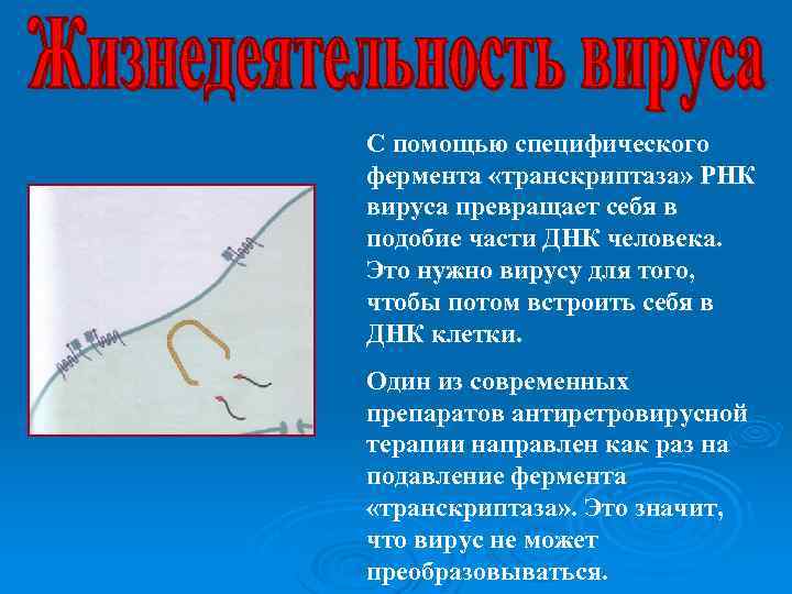 С помощью специфического фермента «транскриптаза» РНК вируса превращает себя в подобие части ДНК человека.