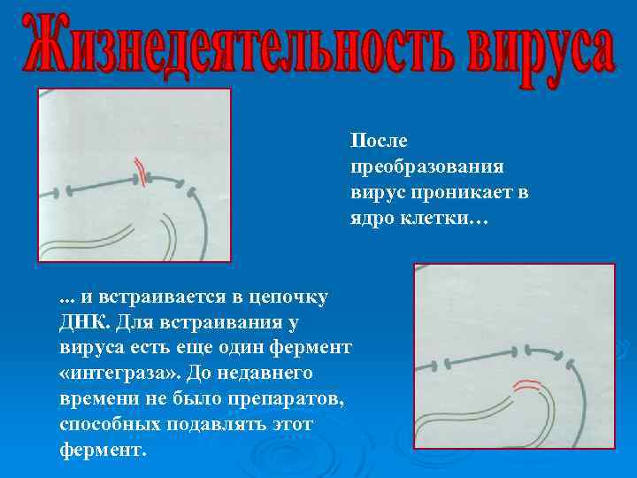После преобразования вирус проникает в ядро клетки… . . . и встраивается в цепочку