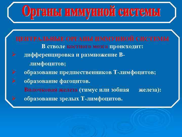 ЦЕНТРАЛЬНЫЕ ОРГАНЫ ИММУННОЙ СИСТЕМЫ В стволе костного мозга происходит: Ø дифференцировка и размножение Bлимфоцитов;