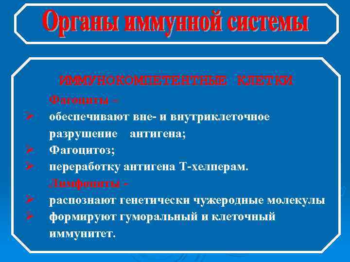 ИММУНОКОМПЕТЕНТНЫЕ КЛЕТКИ Ø Ø Ø Фагоциты – обеспечивают вне- и внутриклеточное разрушение антигена; Фагоцитоз;