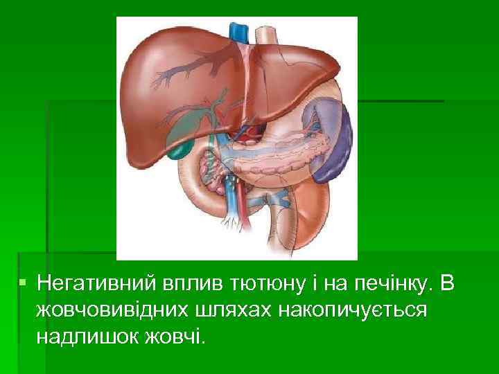 § Негативний вплив тютюну і на печінку. В жовчовивідних шляхах накопичується надлишок жовчі. 