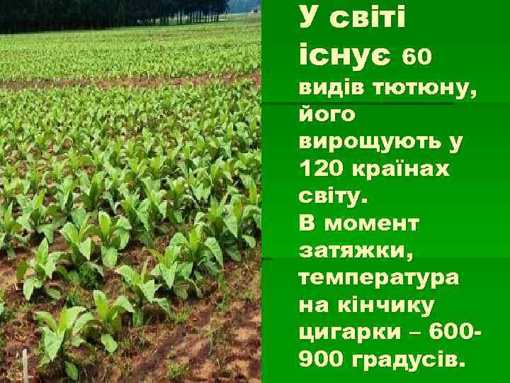 У світі існує 60 видів тютюну, його вирощують у 120 країнах світу. В момент