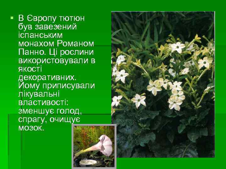 § В Європу тютюн був завезений іспанським монахом Романом Панно. Ці рослини використовували в