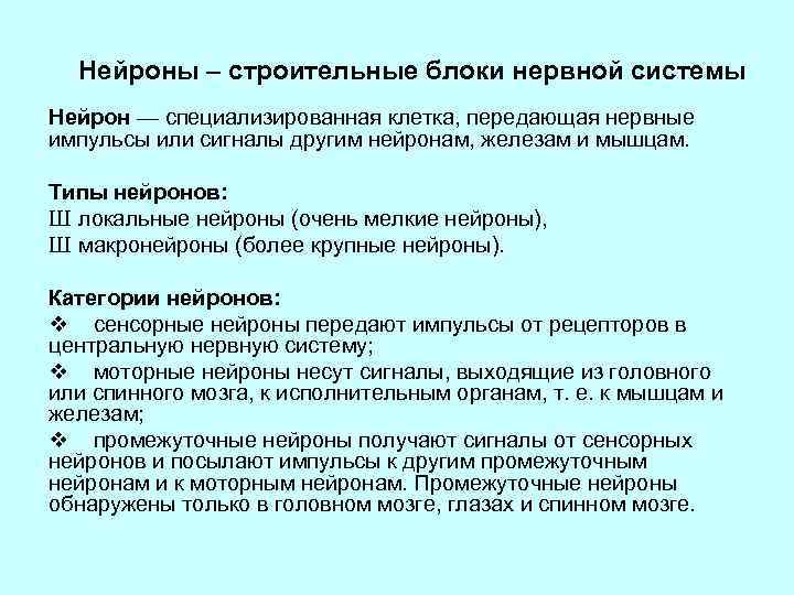 Нейроны – строительные блоки нервной системы Нейрон — специализированная клетка, передающая нервные импульсы или