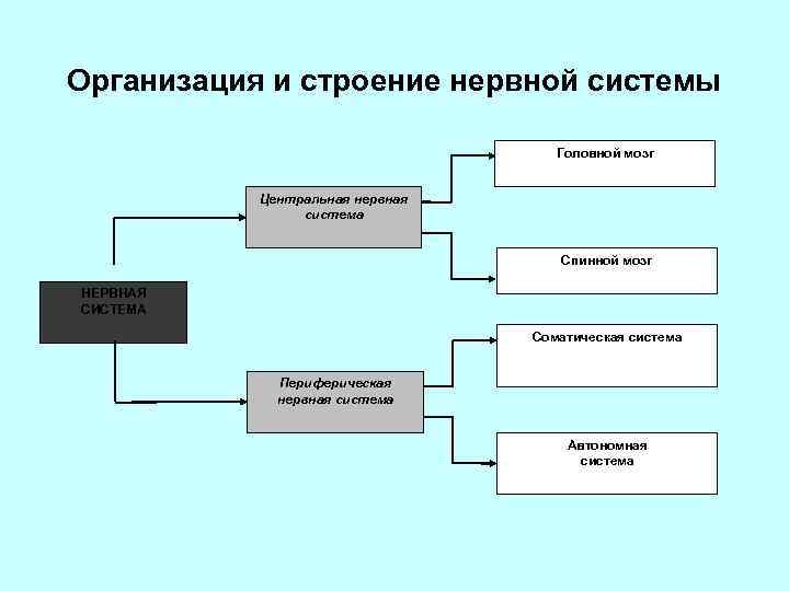 Организация и строение нервной системы Головной мозг Центральная нервная система Спинной мозг НЕРВНАЯ СИСТЕМА