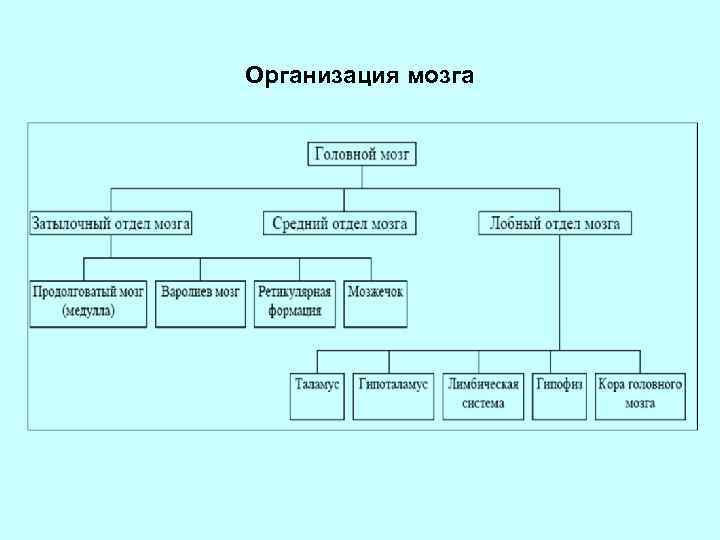 Организация мозга 