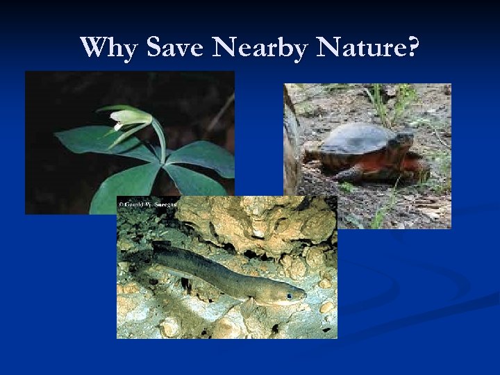 Why Save Nearby Nature? 