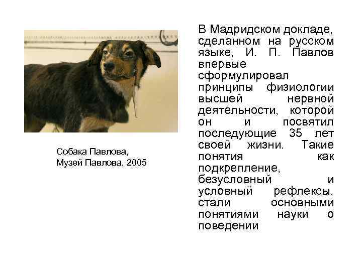Собака Павлова, Музей Павлова, 2005 В Мадридском докладе, сделанном на русском языке, И. П.