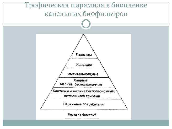 Трофическая пирамида в биопленке капельных биофильтров 