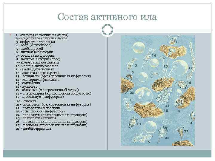 Состав активного ила 1 - эуглифа (раковинная амеба) 2 - арцелла (раковинная амеба) 3