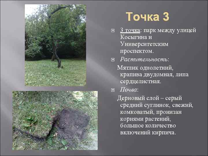 Точка 3 3 точка: парк между улицей Косыгина и Университетским проспектом. Растительность: Мятлик однолетний,