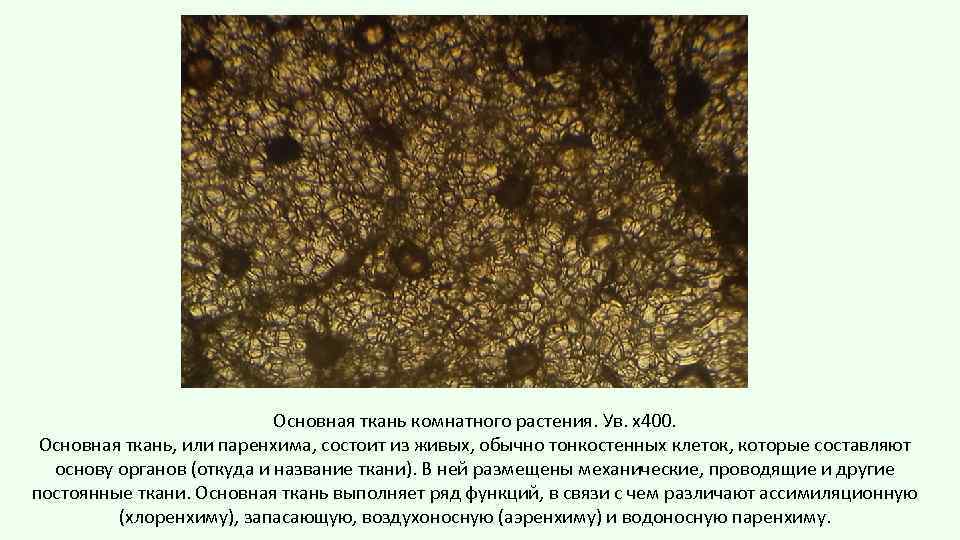 Основная ткань комнатного растения. Ув. х400. Основная ткань, или паренхима, состоит из живых, обычно