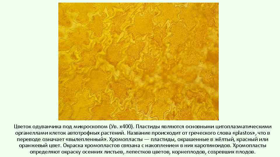 Цветок одуванчика под микроскопом (Ув. х400). Пластиды являются основными цитоплазматическими органеллами клеток автотрофных растений.