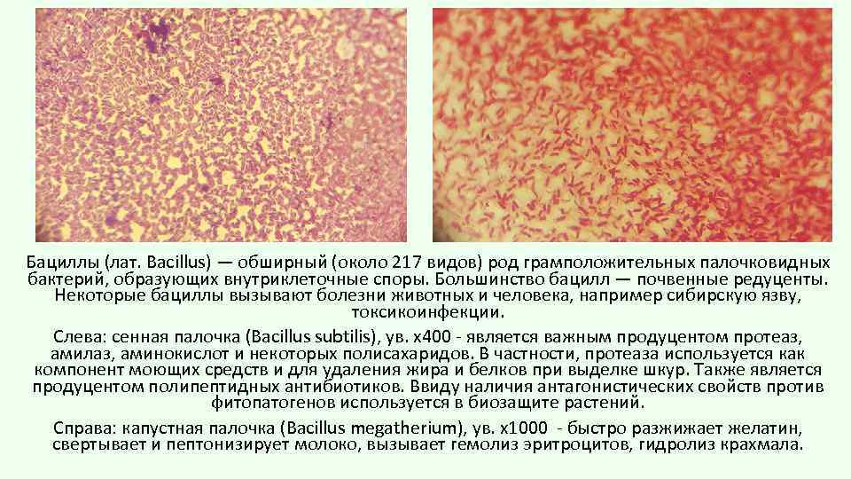 Бациллы (лат. Bacillus) — обширный (около 217 видов) род грамположительных палочковидных бактерий, образующих внутриклеточные