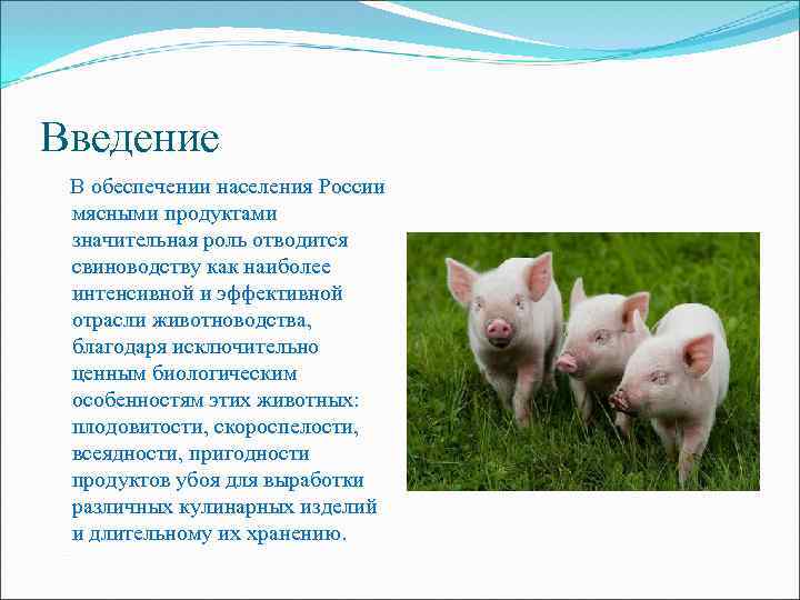 Введение В обеспечении населения России мясными продуктами значительная роль отводится свиноводству как наиболее интенсивной