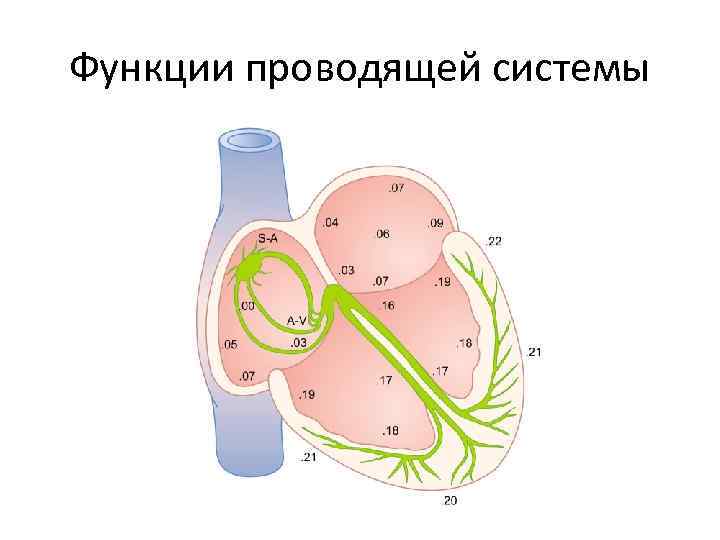 Функции проводящей системы 