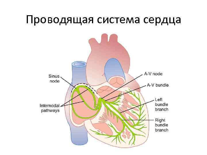 Проводящая система сердца 